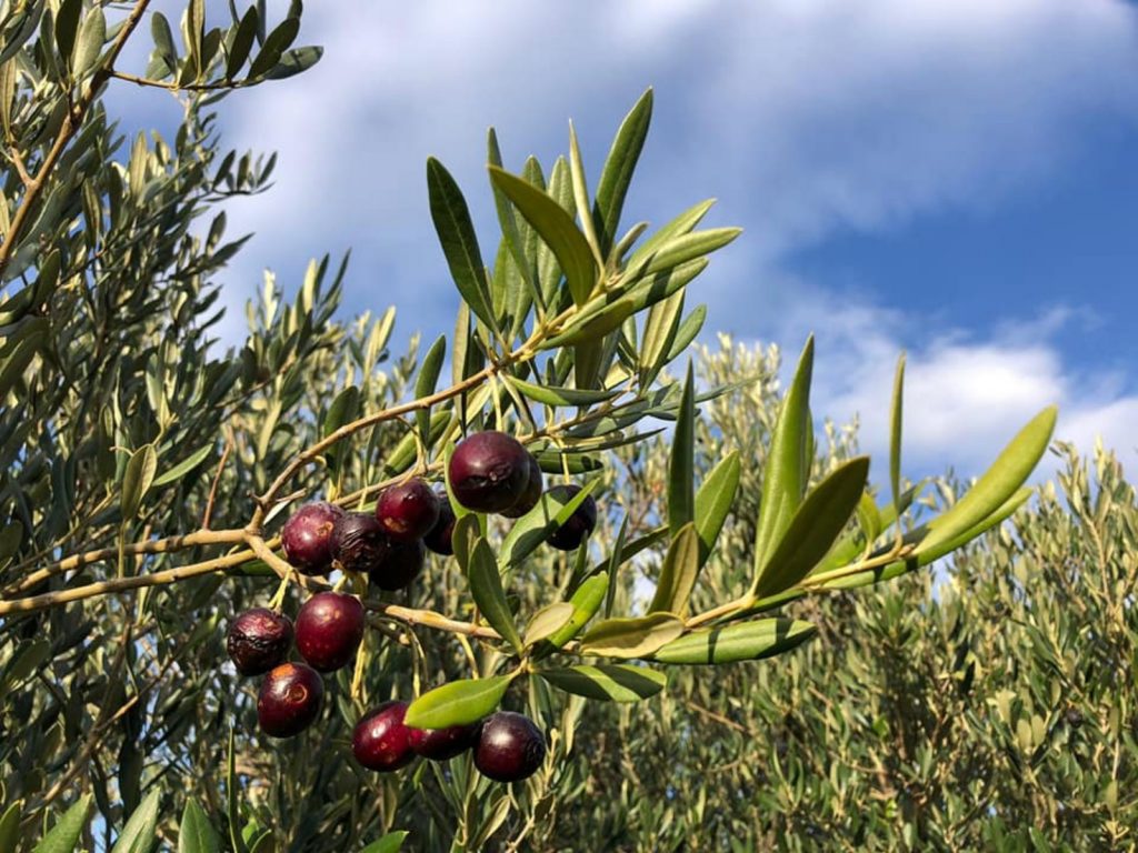 Day Trip to Brač Olive oil Tasting